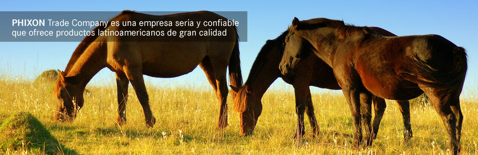 mutton South America, trading Argentina, beef Latin America, trading South America, trade company South America, yellow corn Uruguay, beef Uruguay