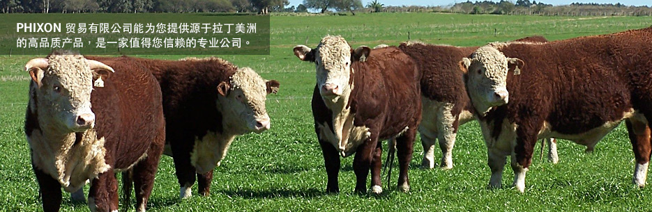  trading Argentina, beef Latin America, trading South America, trade company South America, yellow corn Uruguay, beef Uruguay 