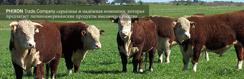  trading Argentina, beef Latin America, trading South America, trade company South America, yellow corn Uruguay, beef Uruguay 